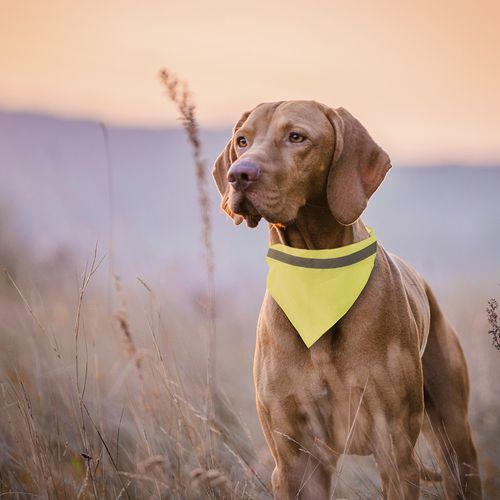 Bandana Pet Collar Bipols