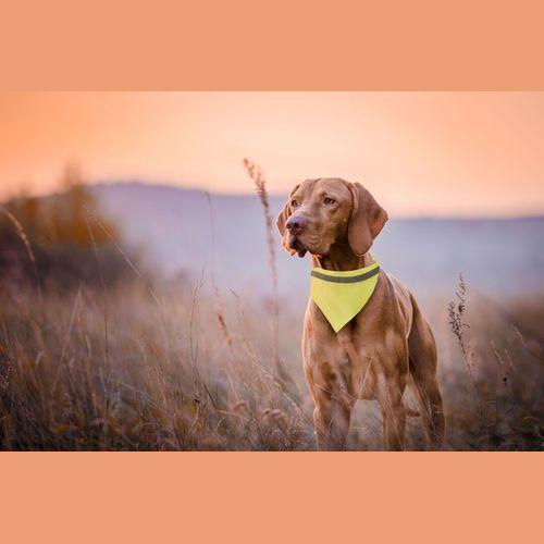 Bandana Pet Collar Bipols
