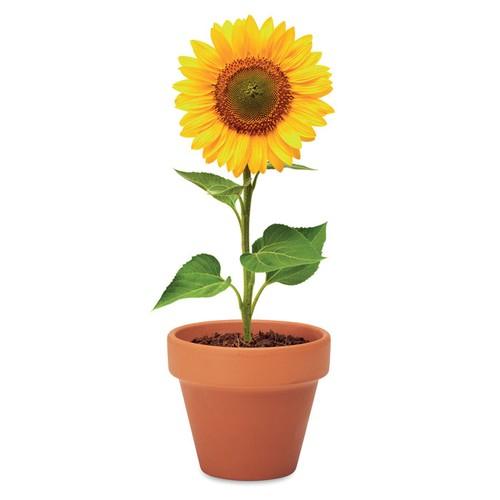 SUNFLOWER Pot graines de tournesol